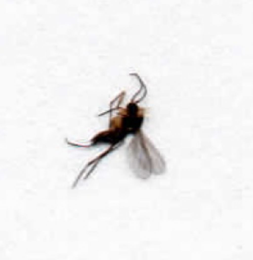 casa invasa da insetti minuscoli e neri: cfr. Sciaridae sp.